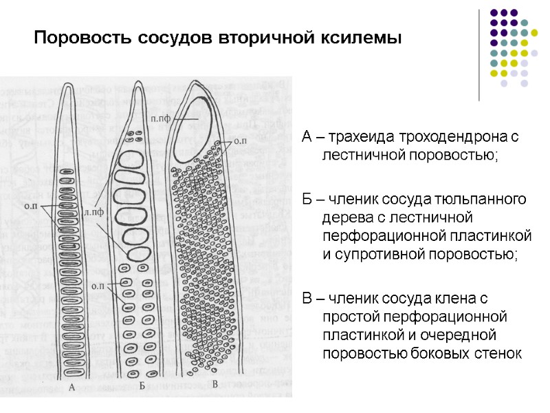 Поровость сосудов вторичной ксилемы А – трахеида троходендрона с лестничной поровостью;  Б –